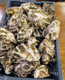 Live USA Beach Pacific Oyster (3.5"–4.2") - Avant Seafood Marketplace Singapore