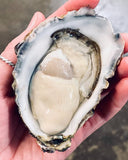 USA Beach Pacific Oyster XL - Buy Live & Fresh Oysters Online - Live Seafood Delivery Singapore