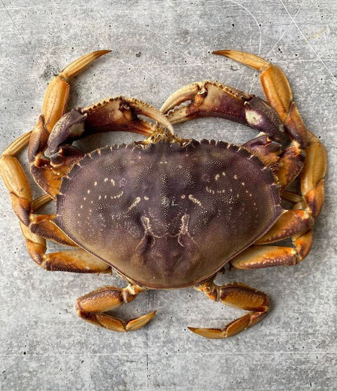 USA Live Dungeness Crab - Premium & Live Seafood - Avant Seafood Marketplace 珍宝蟹