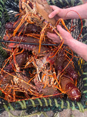 European Rock Lobster | Live Lobsters | Avant Fine Foods Market Place Singapore