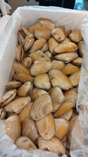 Live New Zealand Tua Tua Clams
