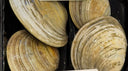 American Clam | Live Shellfish Product Reference | Avant Seafood Market Singapore