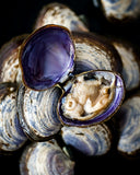 Seafood Boil at Home | Live Canadian Savory Clams | Avant Fine Foods Market Place Singapore