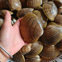 Guifei Clams | Large Live Clams | Avant Seafood Market Singapore