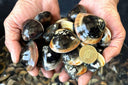 Manila Clams Qing E | Avant Seafood Market Singapore