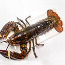 Frozen Boston Whole Lobster 400-550g (Raw)