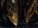 Jumbo Mussel | Live Shellfish Product Reference | Avant Seafood Market Singapore