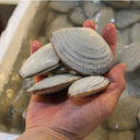 Live Shirogai Clams Hokkaido | Fresh Clams Reference | Avant Seafood Market