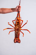 Australian Live Rock Lobsters 西澳龙 – 420-610g/pc (Seasonal)