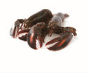 UHP Lobster Raw Whole Lobster
