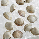 Olde Salts Middleneck Clams, Chincoteague Bay Virginia | Avant Seafood Market