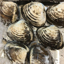 Live Hokkigai Surf Clam 500g | Avant Seafood Market